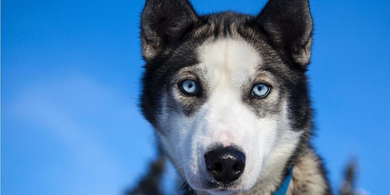 Les bases de l’éducation canine